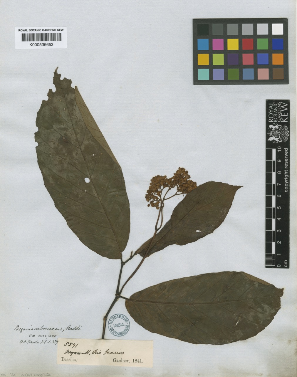 B. sylvestris